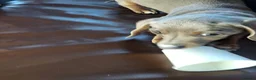Miniature Dachshund dogs for sale: Belle - Advert 6