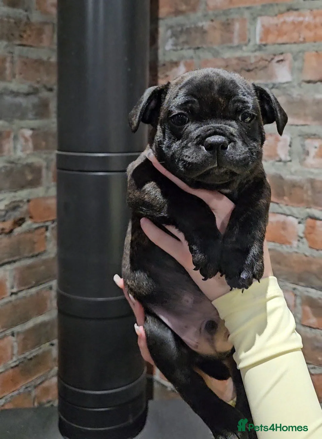 Staffordshire Bull Terrier dogs for sale: Champion stacked pedigree *Male pup *  - Advert 14