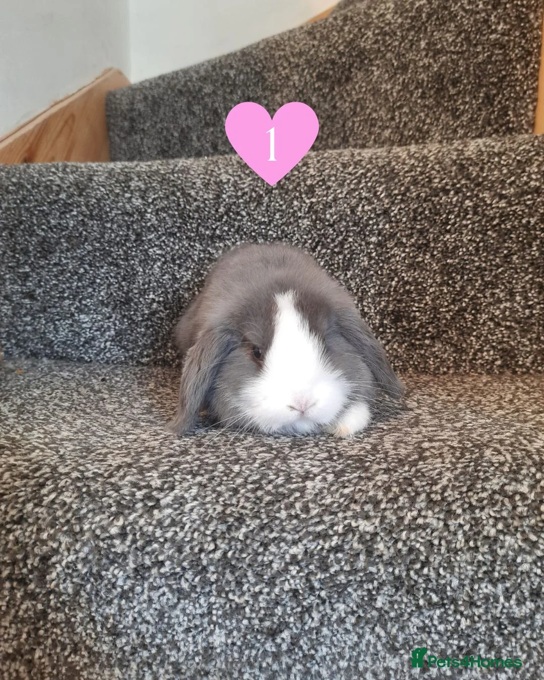 Mini Lop rabbits for sale: Blue-Eyed Mini Lop Babies - Advert 2