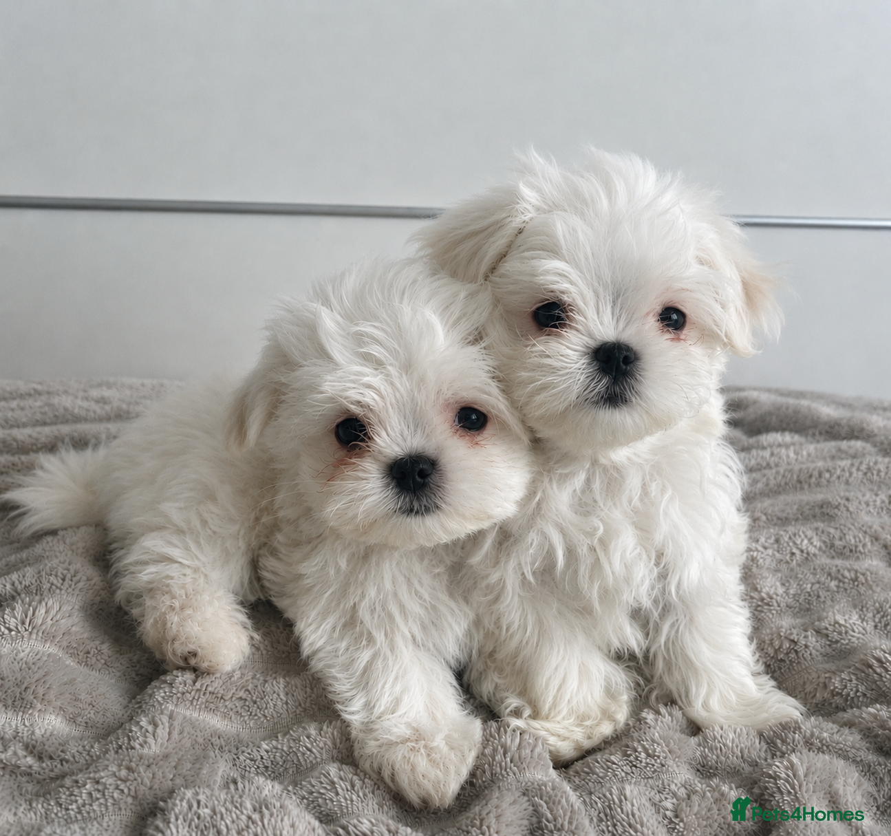 Maltese dogs Only 2 Maltese Boys Left 🫶🏼🐶 - Advert 6