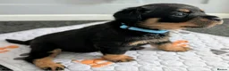 Rottweiler dogs for sale: Rottweiler puppies - Advert 11