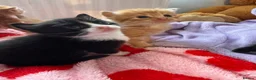 Mixed Breed cats for sale: Norwegian X kittens 4 males 1 ginger reserved  - Advert 7