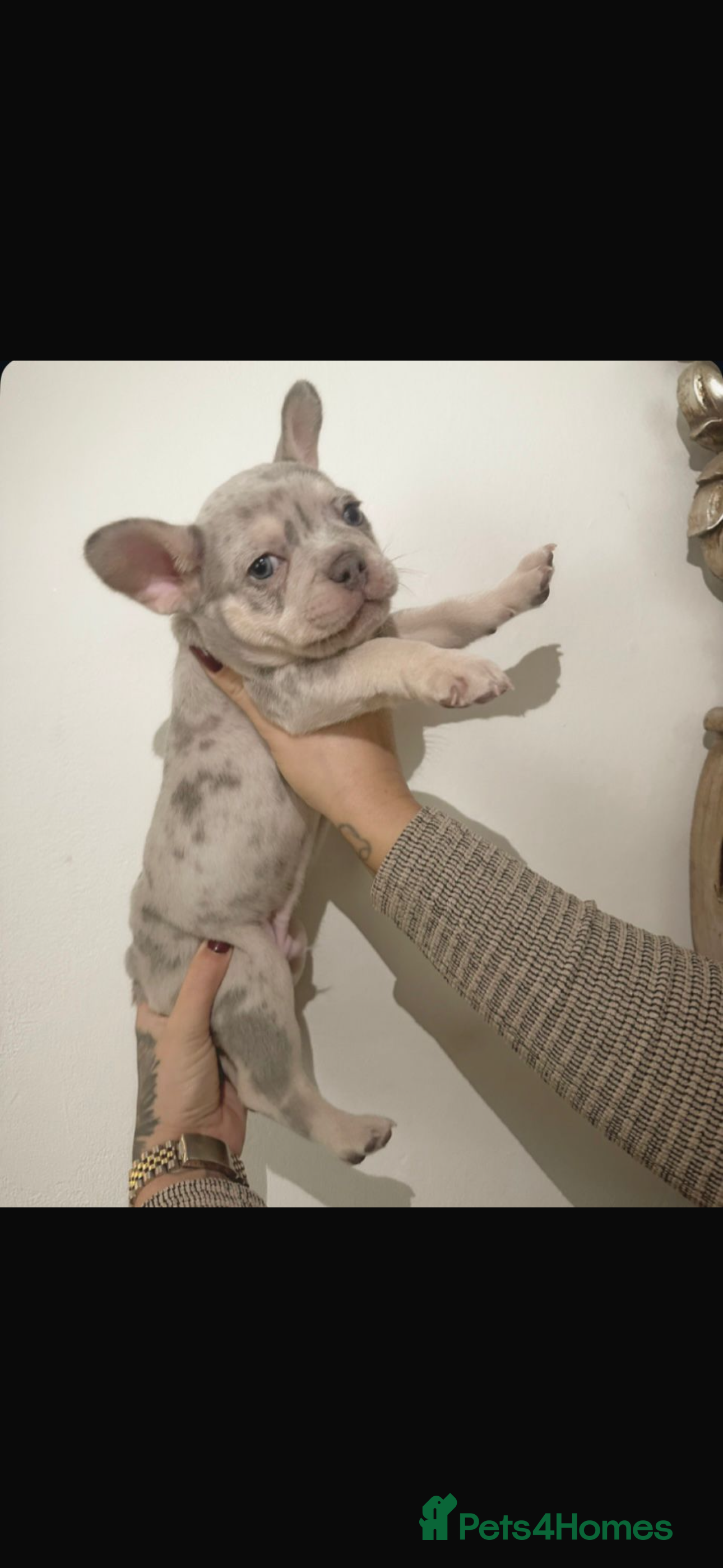 French Bulldog dogs Beautiful French Bulldog Puppies Available  - Advert 3