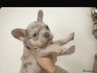 French Bulldog dogs Beautiful French Bulldog Puppies Available - Advert 3