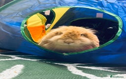 Mini Lop rabbits for sale: Mini Lops & H/LopxLion nearly7w Read description) - Image 24