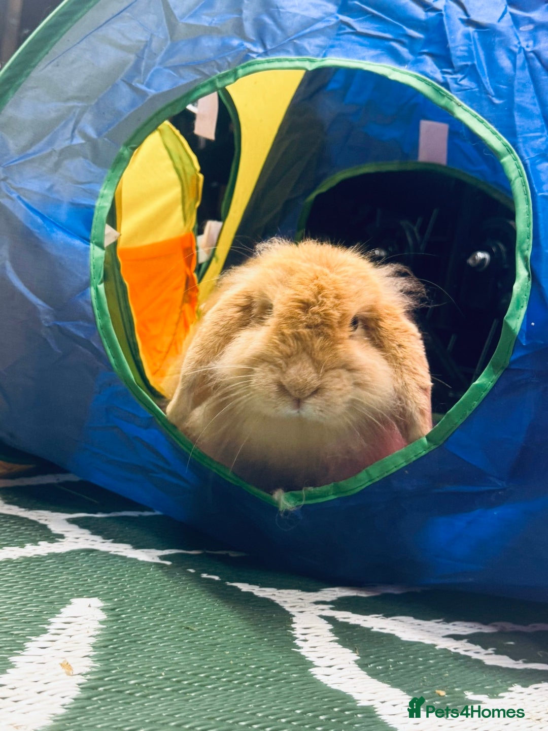 Mini Lop rabbits for sale: Mini Lops & H/LopxLion nearly7w Read description) - Image 24