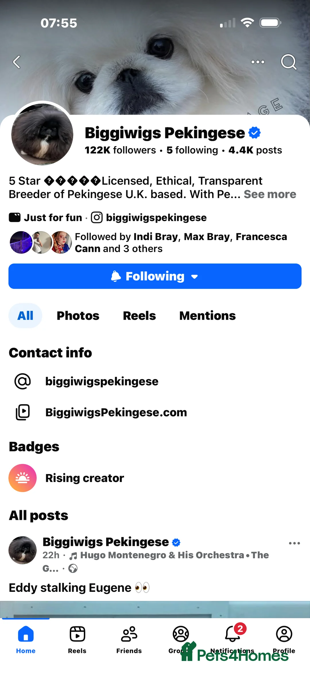 Pekingese dogs for sale: Beautiful 2 Year old blue padded Pekingese  in York - Advert 2