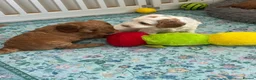 Australian Labradoodle dogs for sale: Stunning Australian Labradoodle Pups - Advert 8