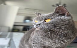 British Shorthair cats for sale: Beautiful British Shorthair – Loving Home Wanted - Image 4