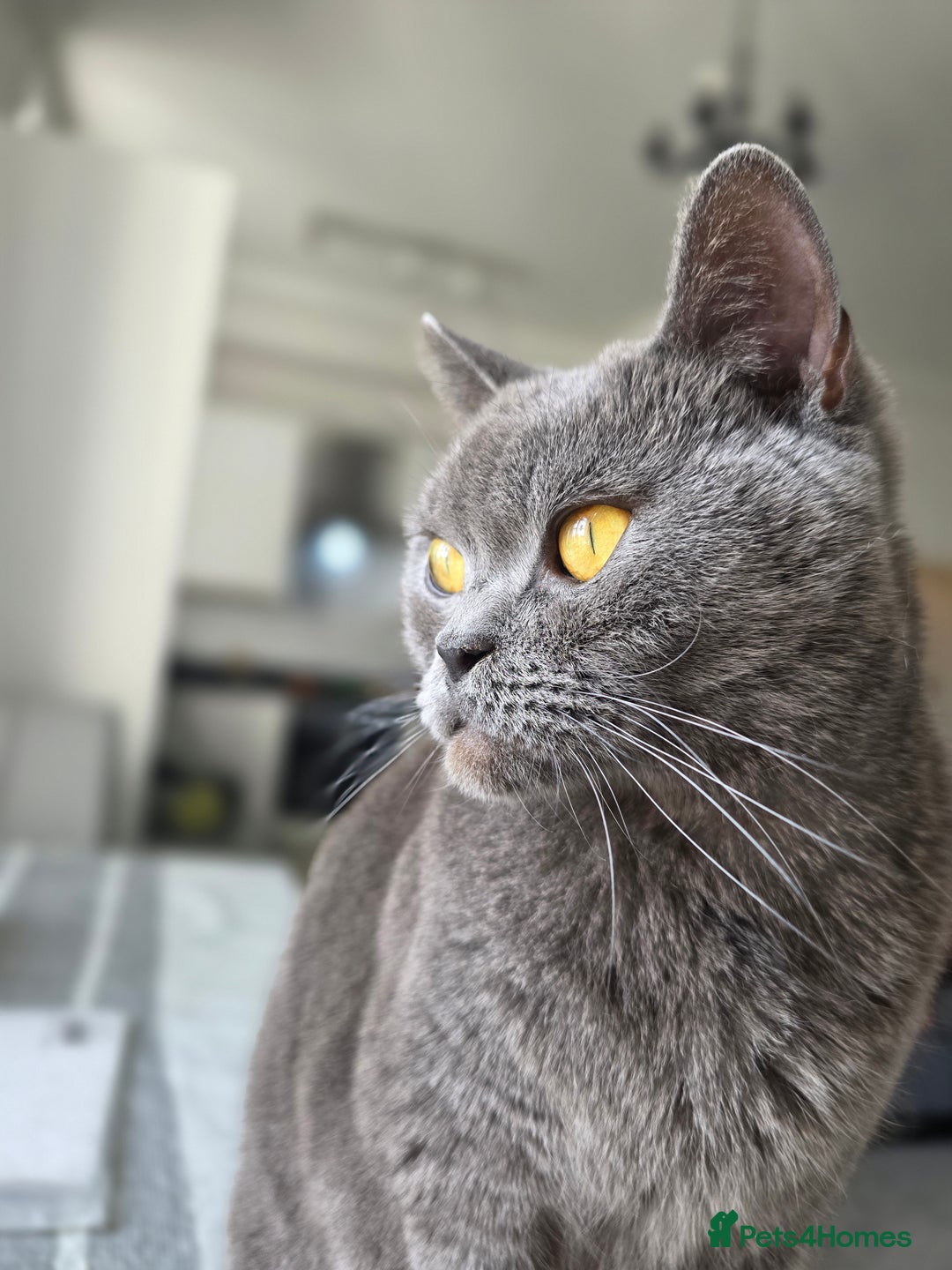 British Shorthair cats for sale: Beautiful British Shorthair – Loving Home Wanted - Image 4