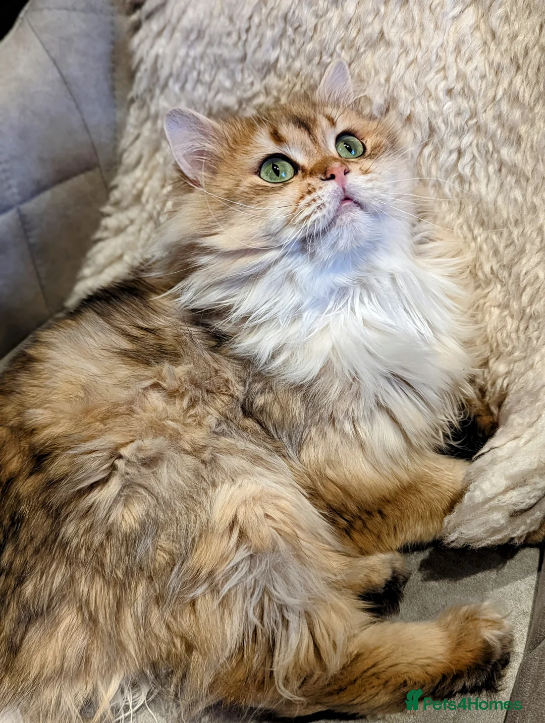 Scottish Fold cats for stud: Import pedigree for stud in Ивсхам - Advert 5