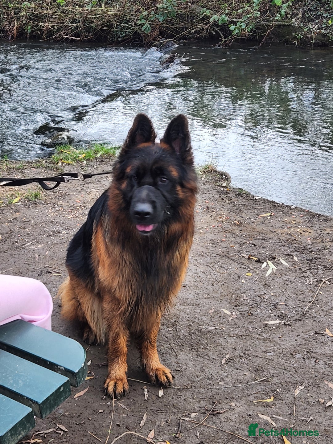 German Shepherd dogs for sale: Beautiful male German Shepherd  - Advert 4
