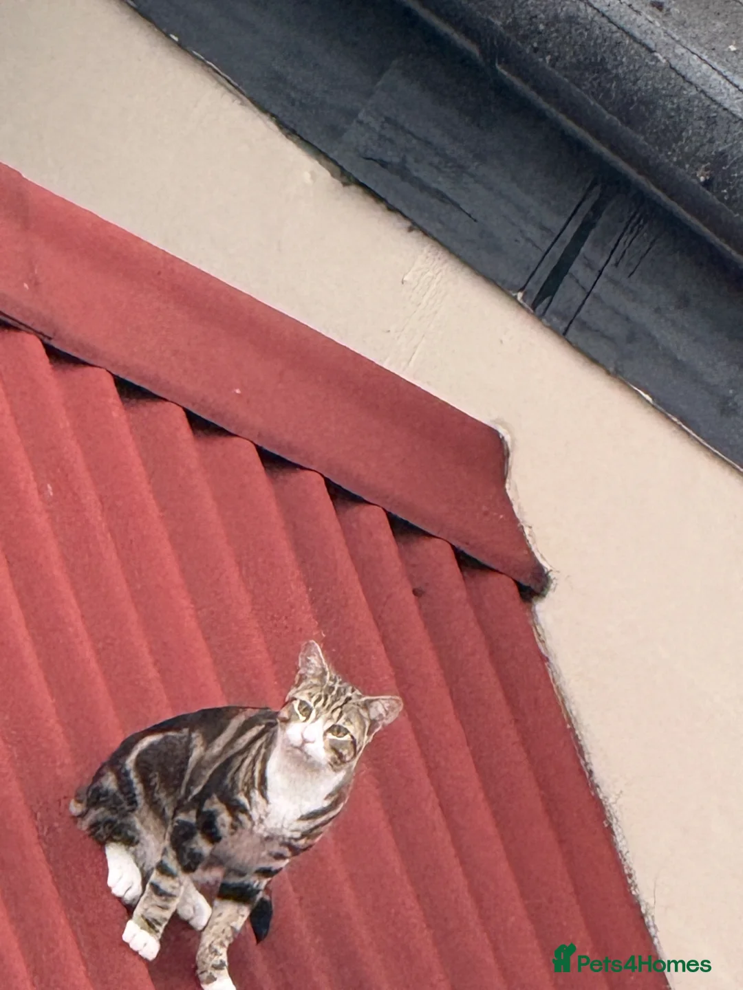 Mixed Breed cats for sale: 4 boy kittens  - Advert 20