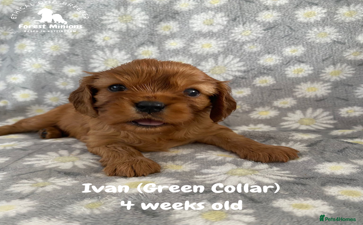 Cavalier King Charles Spaniel dogs - Advert 1