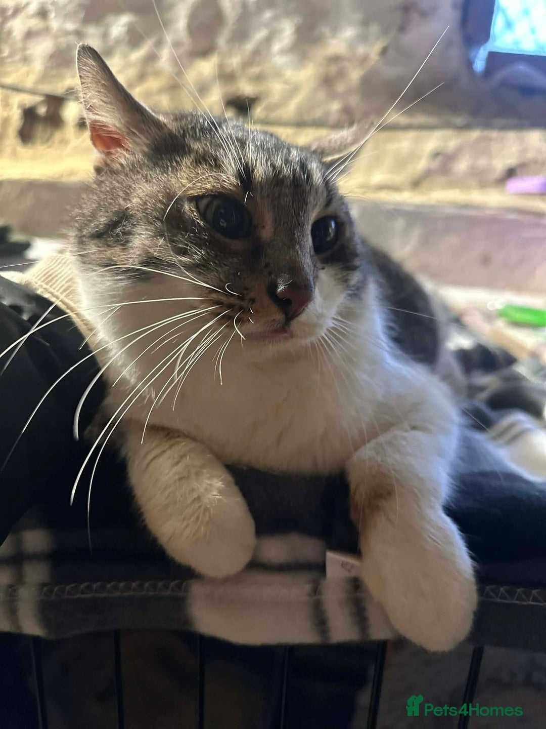 Mixed Breed cats for adoption: Mercury for adoption - Advert 8