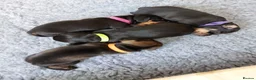 Dachshund dogs for sale: Dachshund Puppies in Redditch - Advert 15