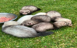 Ferret rodents for sale: 2 Hobs and a jill  - Advert 8