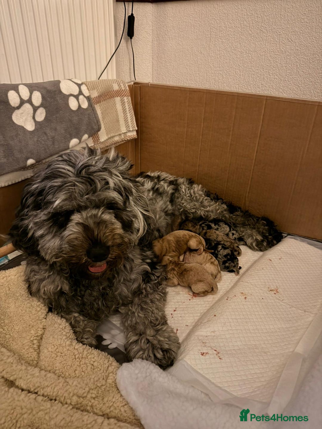Cockapoo dogs for sale: Cockapoo puppies! - Image 7