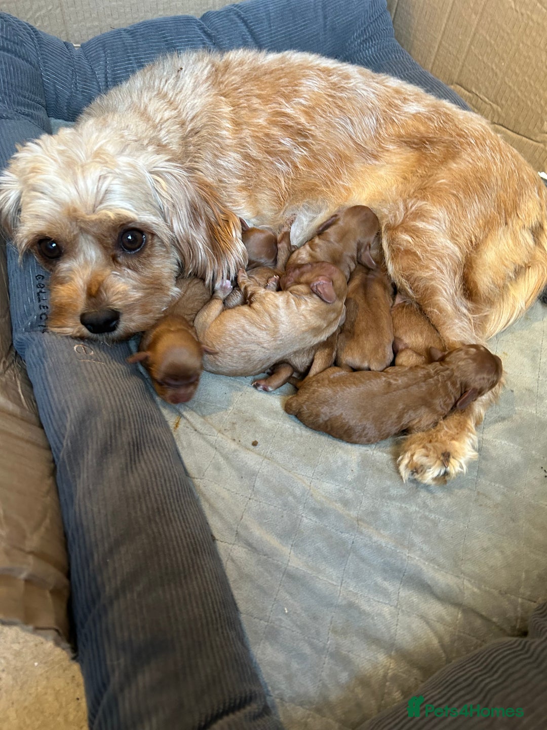 Cavapoo dogs for sale: Cavapoo puppies - Advert 7