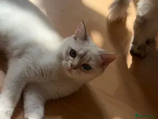 British Shorthair cats Beautiful British Shorthair looking for their home - Advert 14