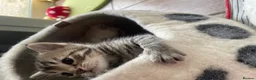 Bengal cats for sale: Beautiful Bengal kittens  in Chippenham - Advert 4