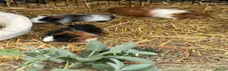 Guinea Pig rodents for sale: Guinea Pigs - Advert 4
