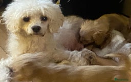 Cavapoo dogs for sale: Extensively DNA clear including BVA eyes & heart  - Image 2