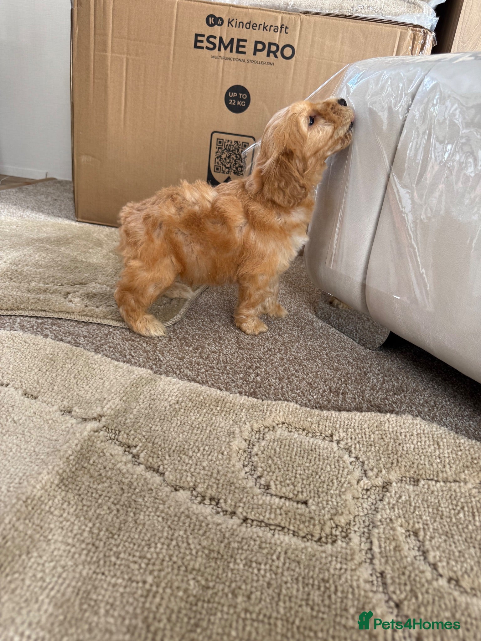Cockapoo dogs 4 Cockerpoo Puppy’s  - Advert 4