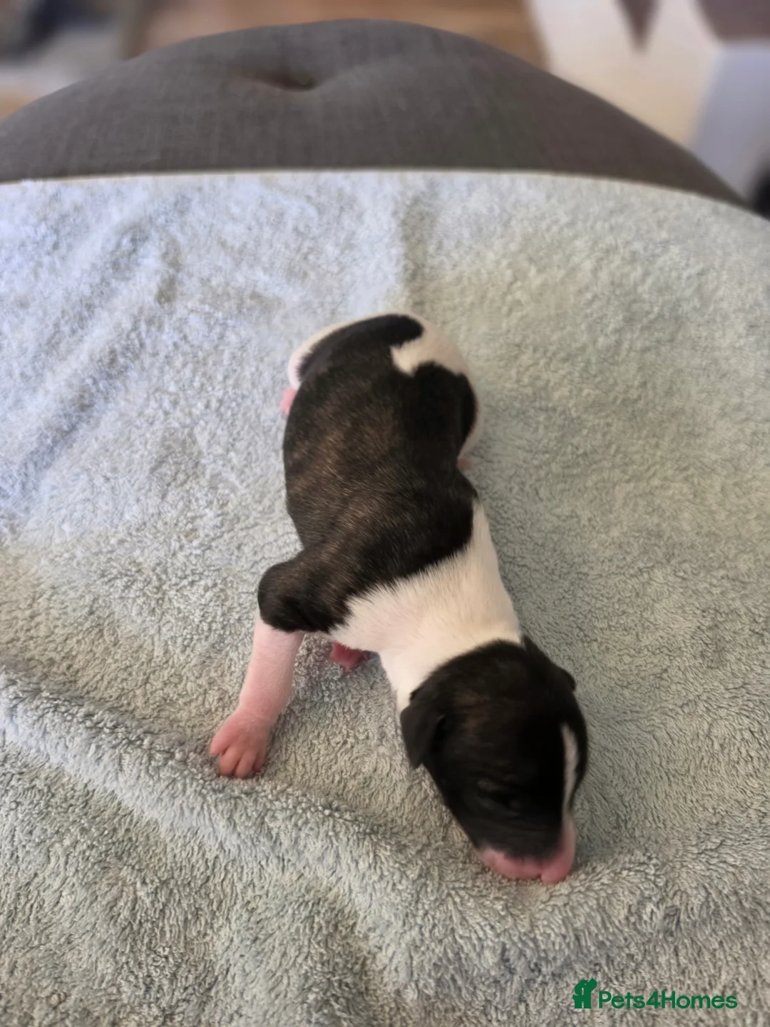 Whippet dogs for sale: Pedigree bred show whippets  in Richmond - Advert 2