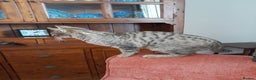 Savannah cats for sale: F5 Full Pedigree Tica Registered Girl Kitten - Advert 6
