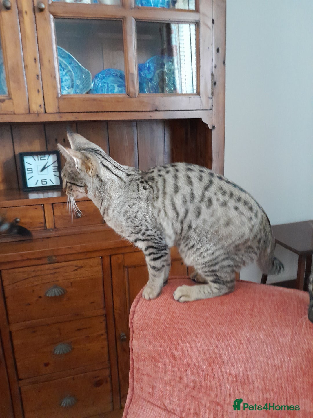 Savannah cats for sale: F5 Full Pedigree Tica Registered Girl Kitten - Advert 6