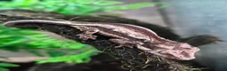 Gecko reptiles for sale: Crested & leopard gecko babies - Advert 14