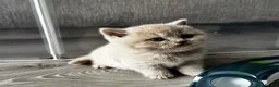 British Shorthair cats for sale: Beautiful British Shorthair Kittens - Advert 13