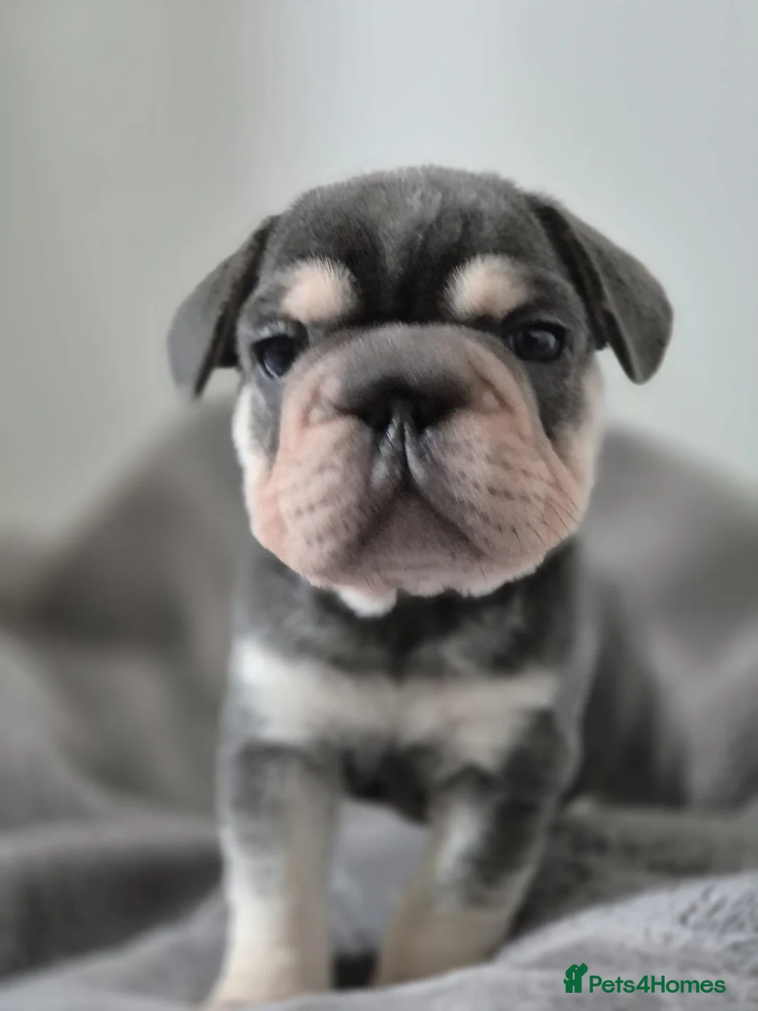 French Bulldog dogs for sale: French bulldogs  - Advert 4