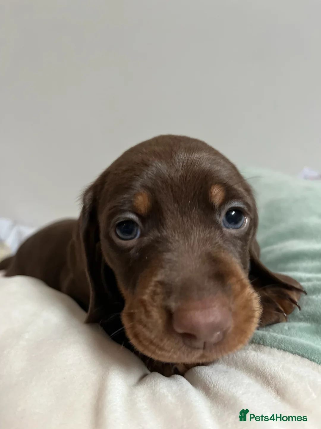Miniature Dachshund dogs for sale: . Mini Dutch Hound Pups – Choc & Dapple - Advert 16