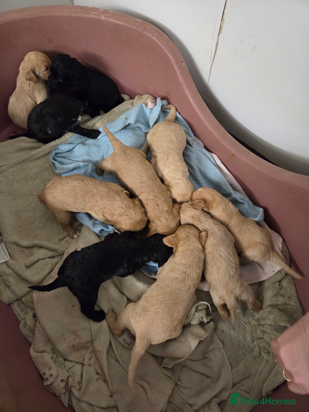 Labradoodle dogs for sale: Labradoodles for sale - Advert 9