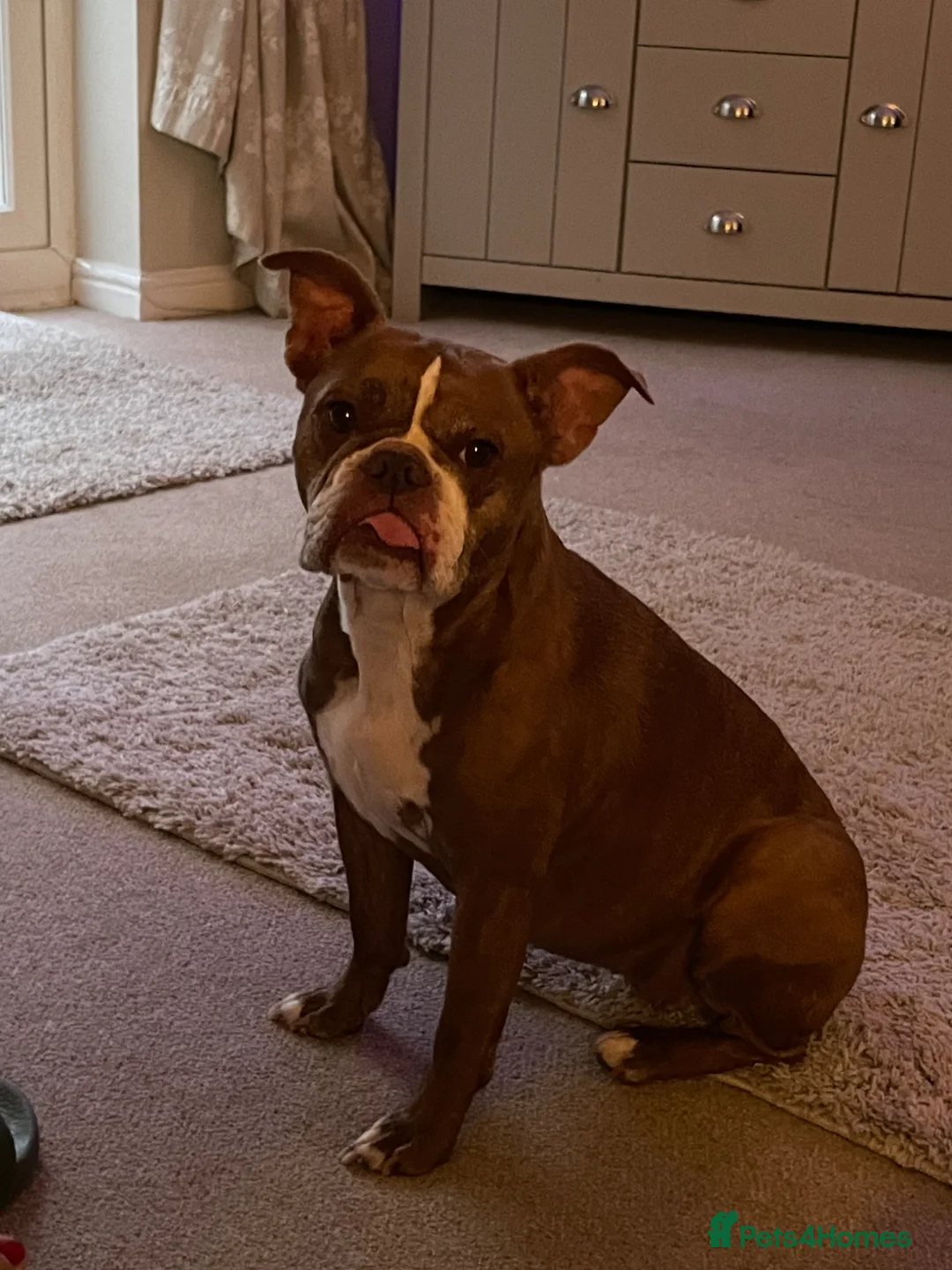 Mixed Breed dogs for sale: French cross English bulldog - Advert 1