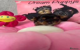 Yorkshire Terrier dogs for sale: Beautiful 2 Girls Yorkshire Terrier Pedigree  - Advert 8