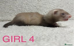 Ferret rodents for sale: ferret kits (1 girl left) - Image 1