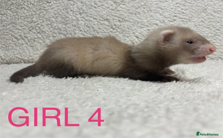 Ferret rodents - Advert 13