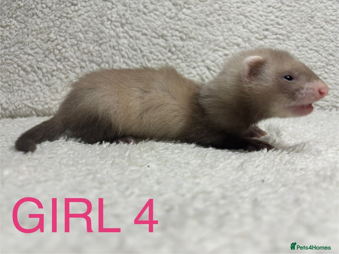Ferret rodents for sale: ferret kits (1 girl left) - Image 1