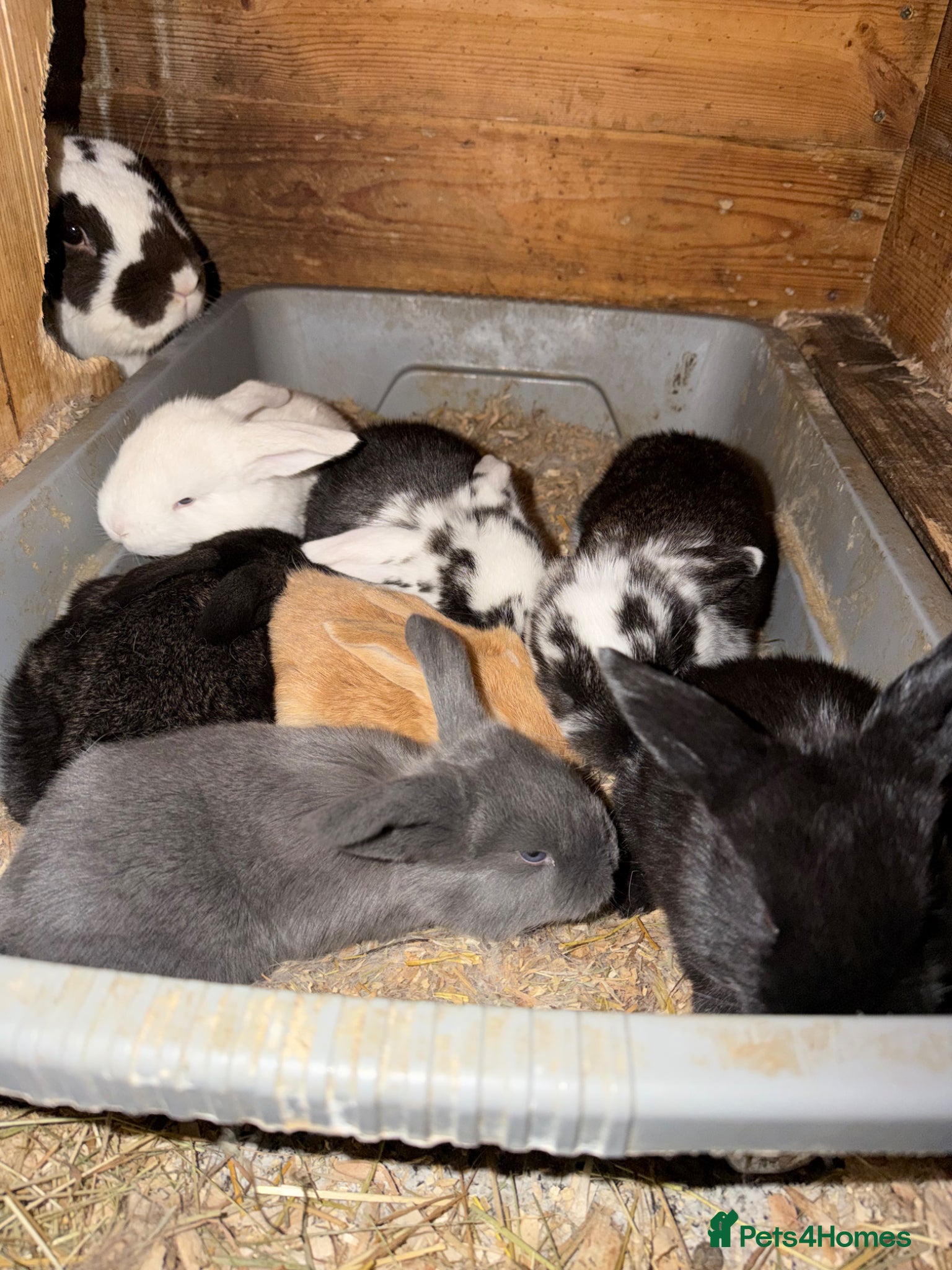 French Lop rabbits Giant French lops  - Advert 2