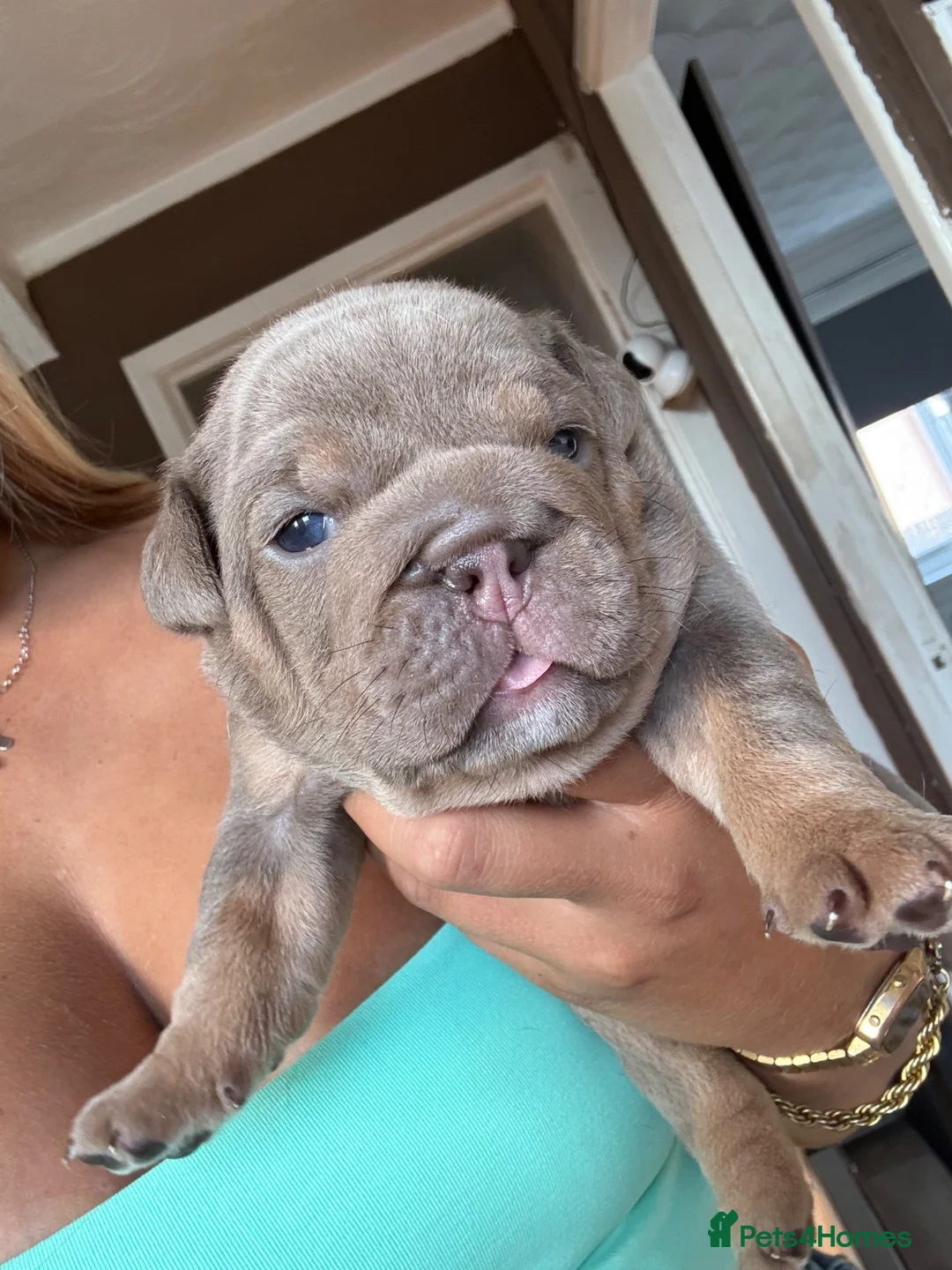 English Bulldog dogs for sale: Last of the litter 🥹 - Advert 2