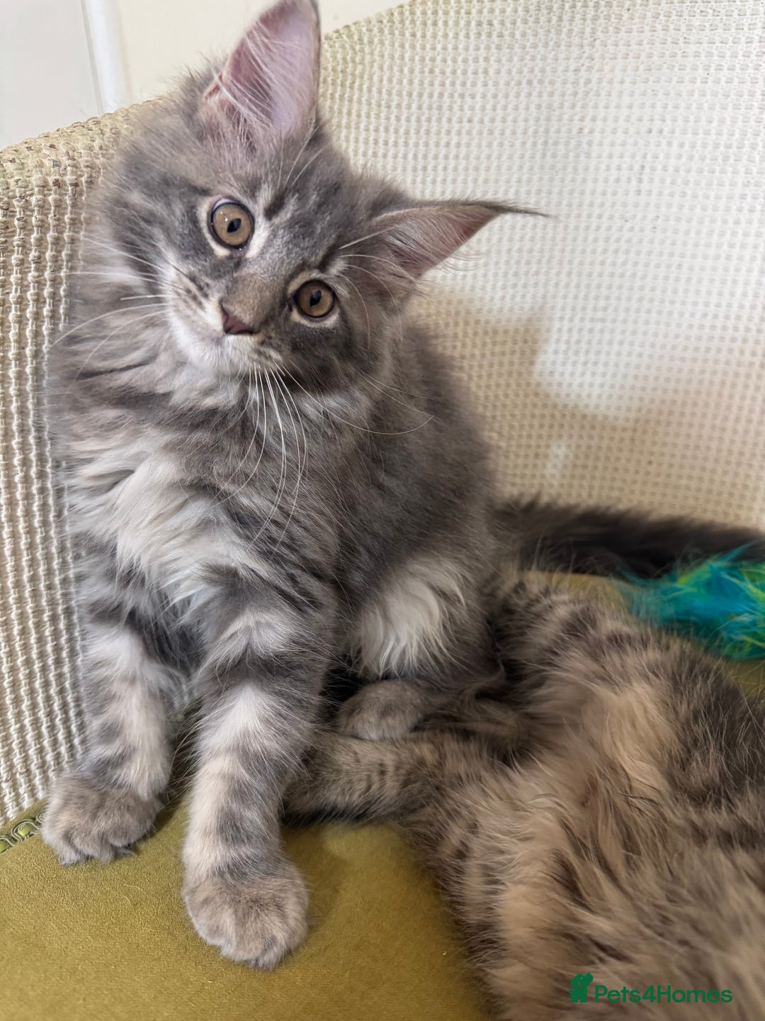 Maine Coon cats for sale: Ready Now! Pedigree Mainecoon kittens  - Image 15