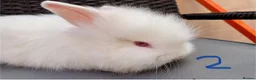 Lionhead rabbits for sale: 3 Beautiful dwarf Lion head Bunnies  - Advert 8