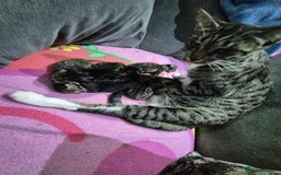 Savannah cats for sale: Savannah kittens  - Image 4