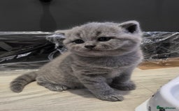 British Shorthair cats for sale: Beautiful GCCF register BSH and BLH - Advert 12