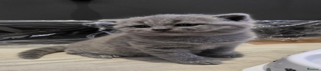 British Shorthair Kitten 1