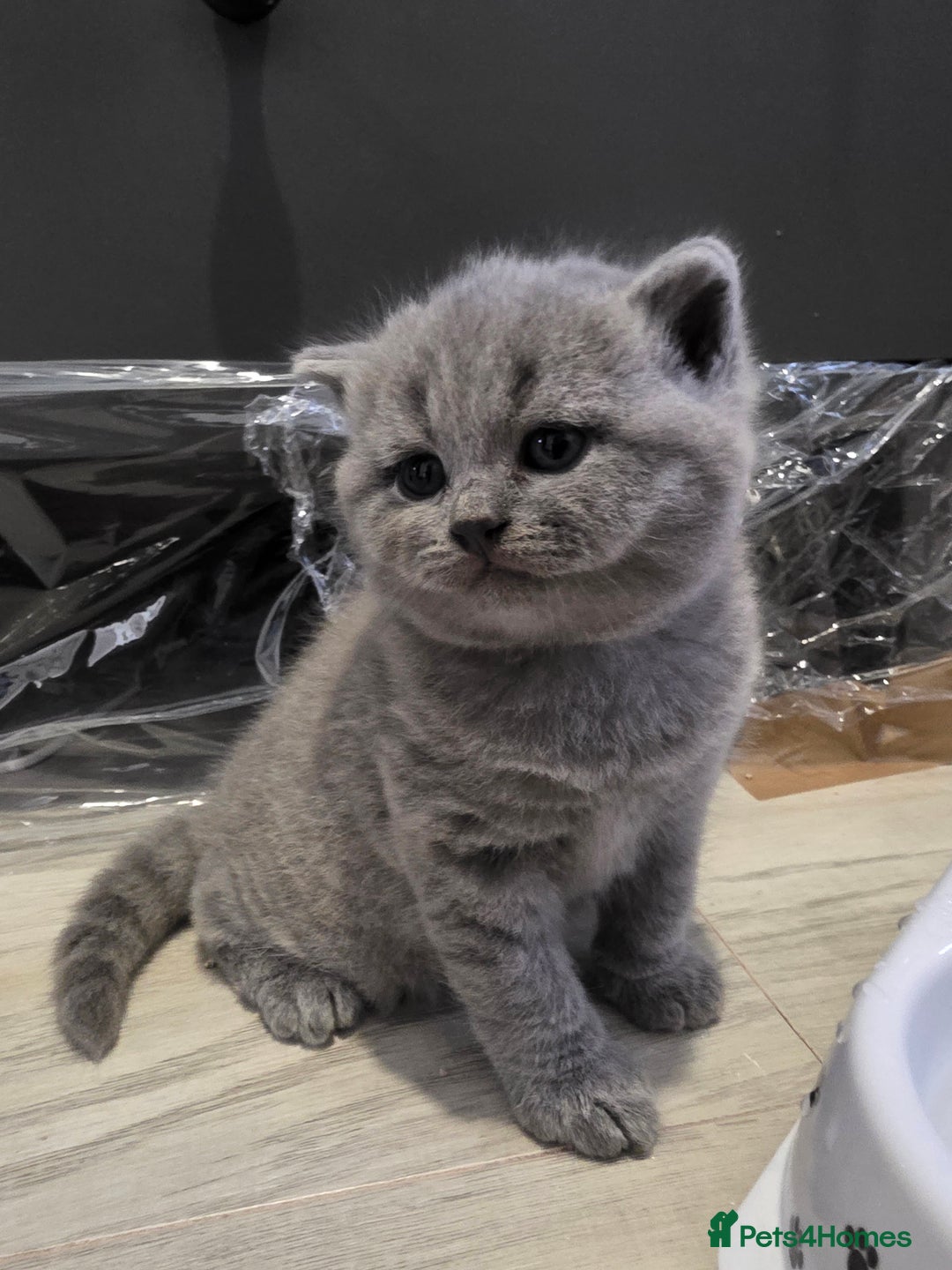 British Shorthair cats for sale: Beautiful GCCF register BSH and BLH - Advert 12