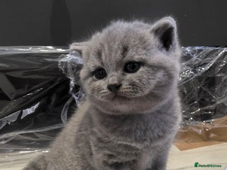 British Shorthair cats Beautiful BSH and BLH - Advert 1
